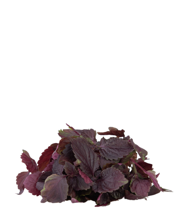 Perilla/Shiso Red