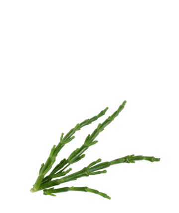 Vágott salicornia